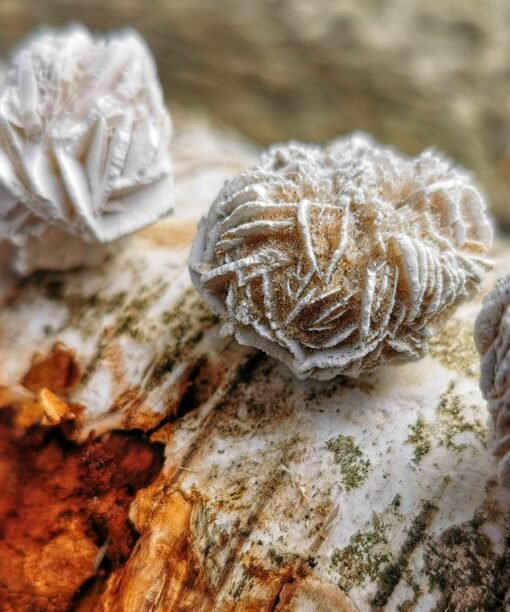 Alternative view of Dykumų Rožė